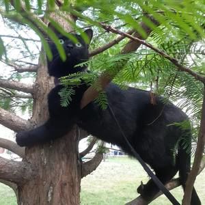 Meet your Posher, Ace cel